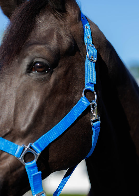 Horse halter - Horse accessories